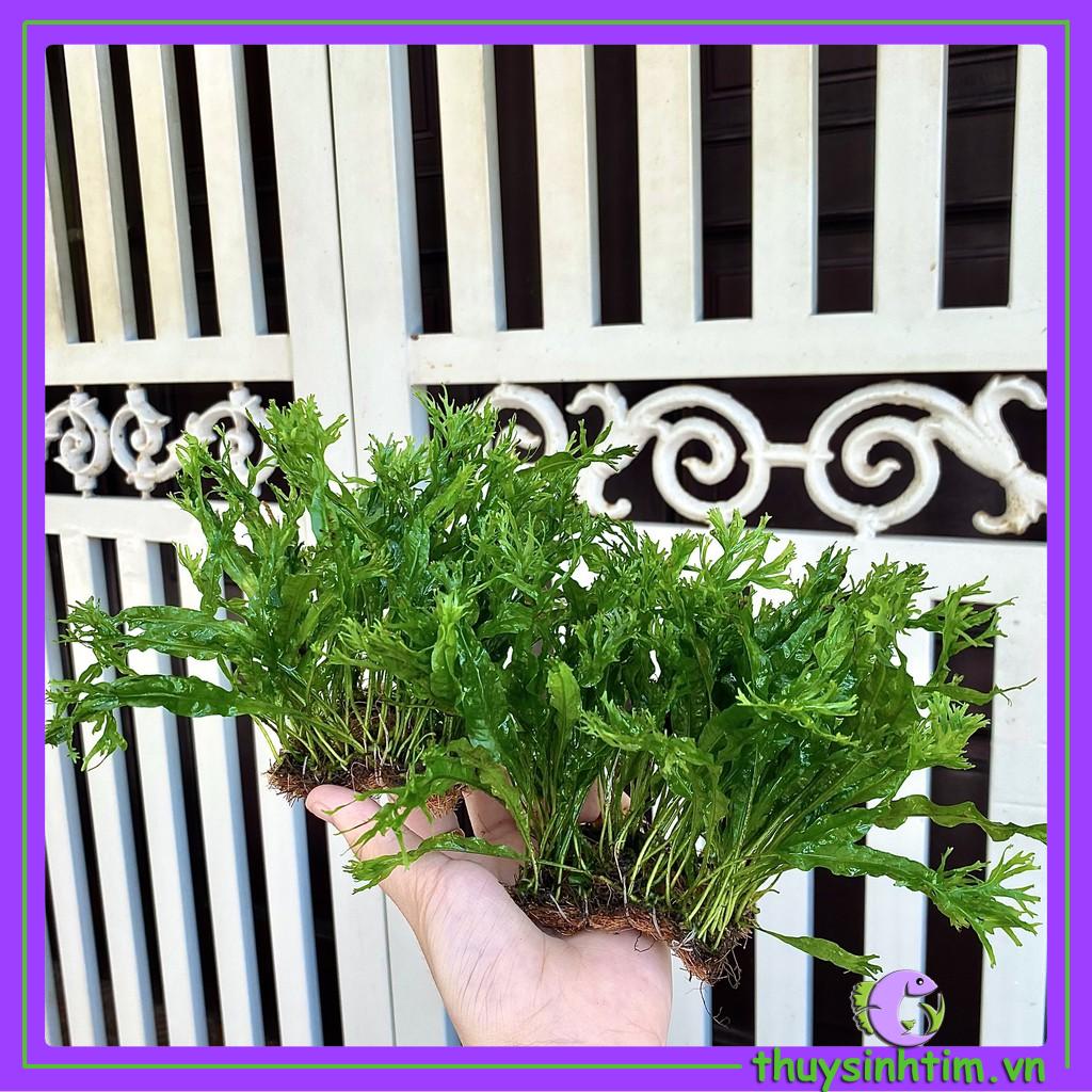 Dương Xỉ Sừng Hươu - Cây Thủy Sinh