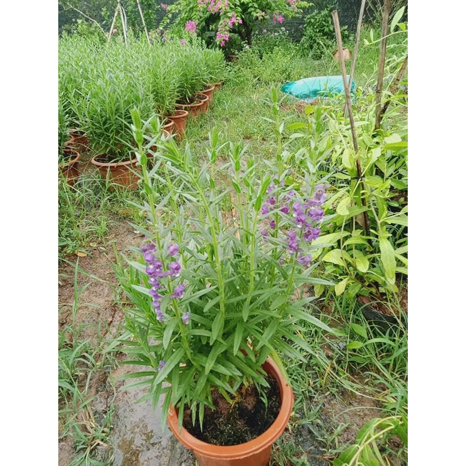 Cây hoa Violet cổ thơm khoẻ mạnh đang hoa ( Ảnh thật)