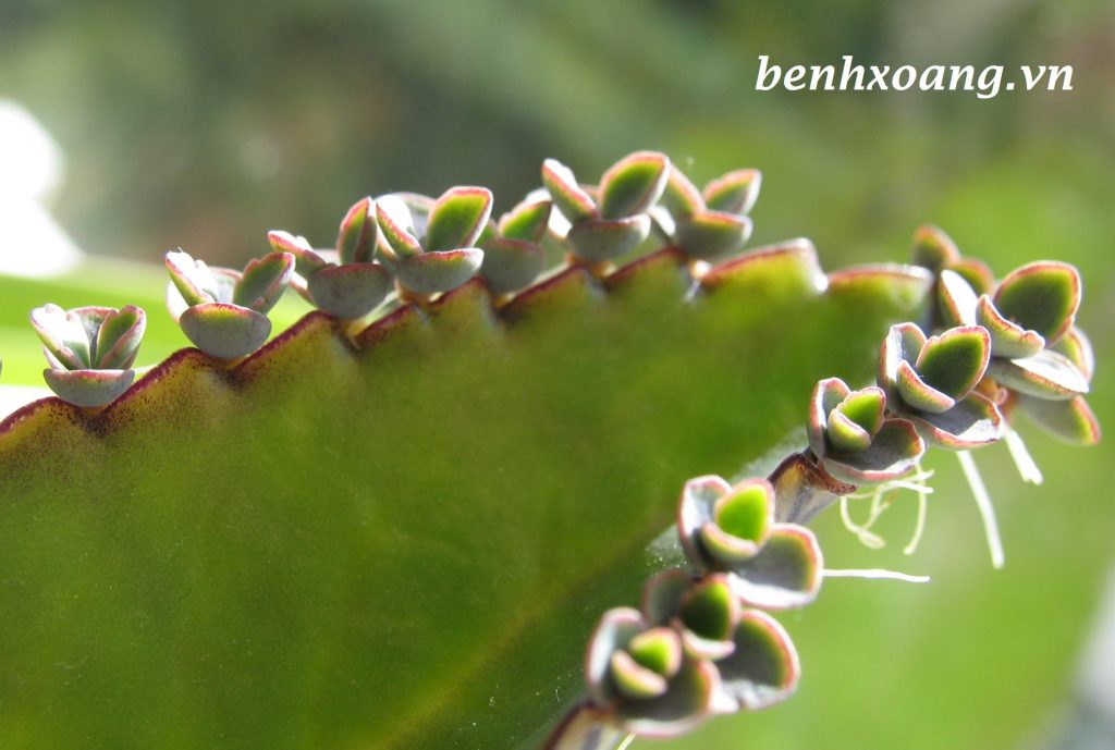 Giống Cây Lá Bỏng (5 cây )