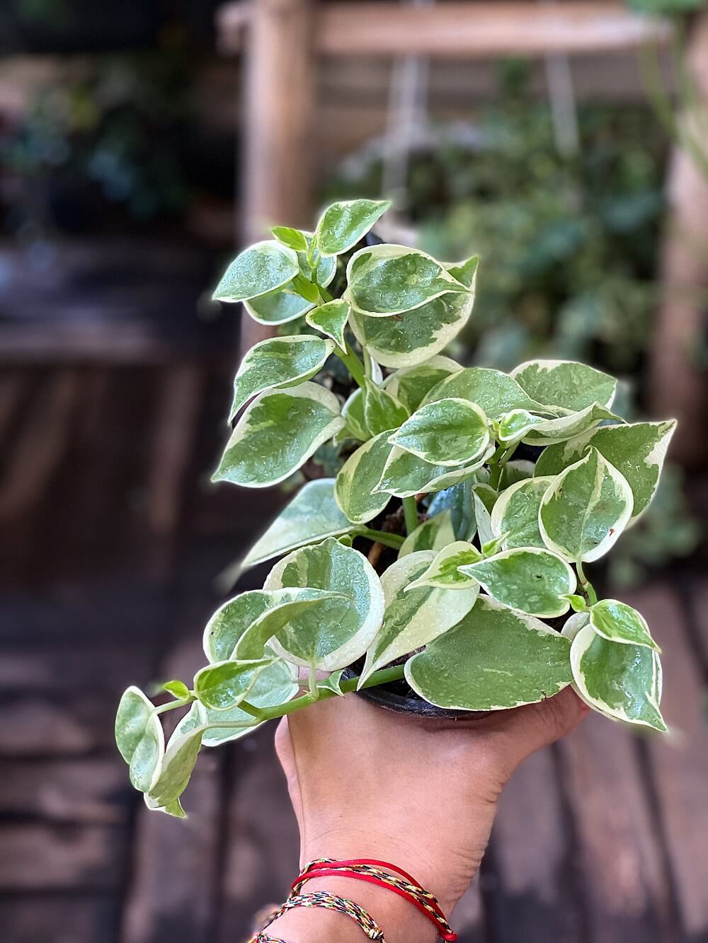 Cây Peperomia scandens Variegata (Cây Cupid) chậu nhựa