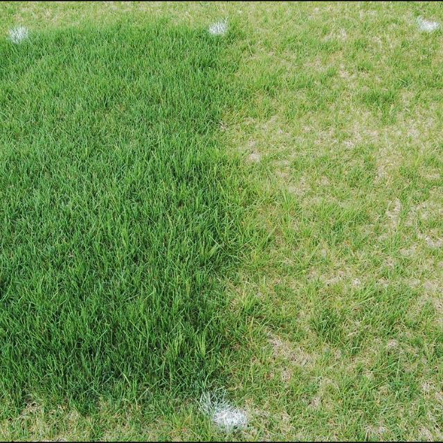 Hạt Giống Thảm Cỏ Bermuda Gói 200G - Cỏ Sân Bóng