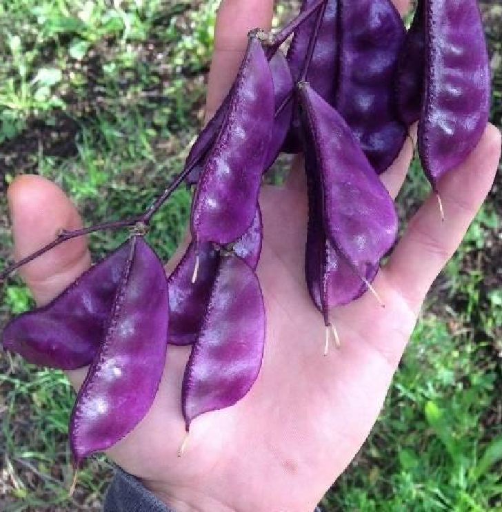Hạt giống đậu ván tím F1 - gói 5 hạt