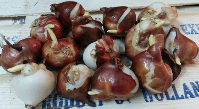 5 củ giống hoa tulip hoa màu đỏ