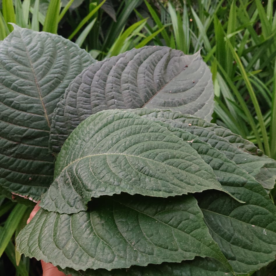 1kg Lá Cây Chè Khổng Lồ Tươi - Chè Đại