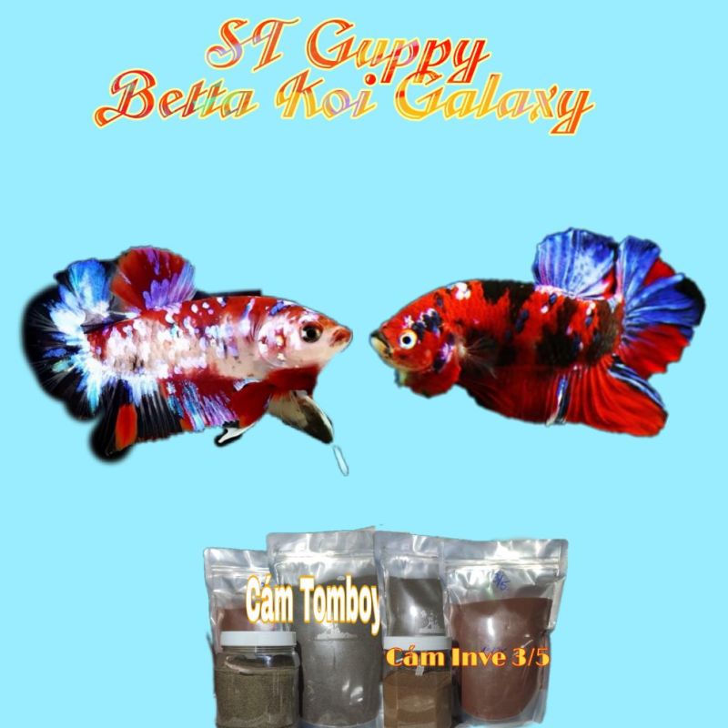 Betta Koi Gallaxy (2 Trống 1 mái) | Bộ Trang Trí Hồ Cá | Tặng Hộp Sốp