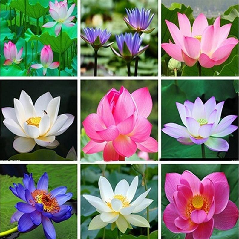 Hạt giống hoa Sen nhật mini Mix Golden Seeds 5 Hạt