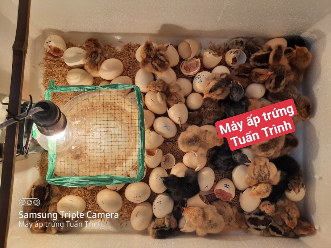 Máy ấp trứng mini tự chế
