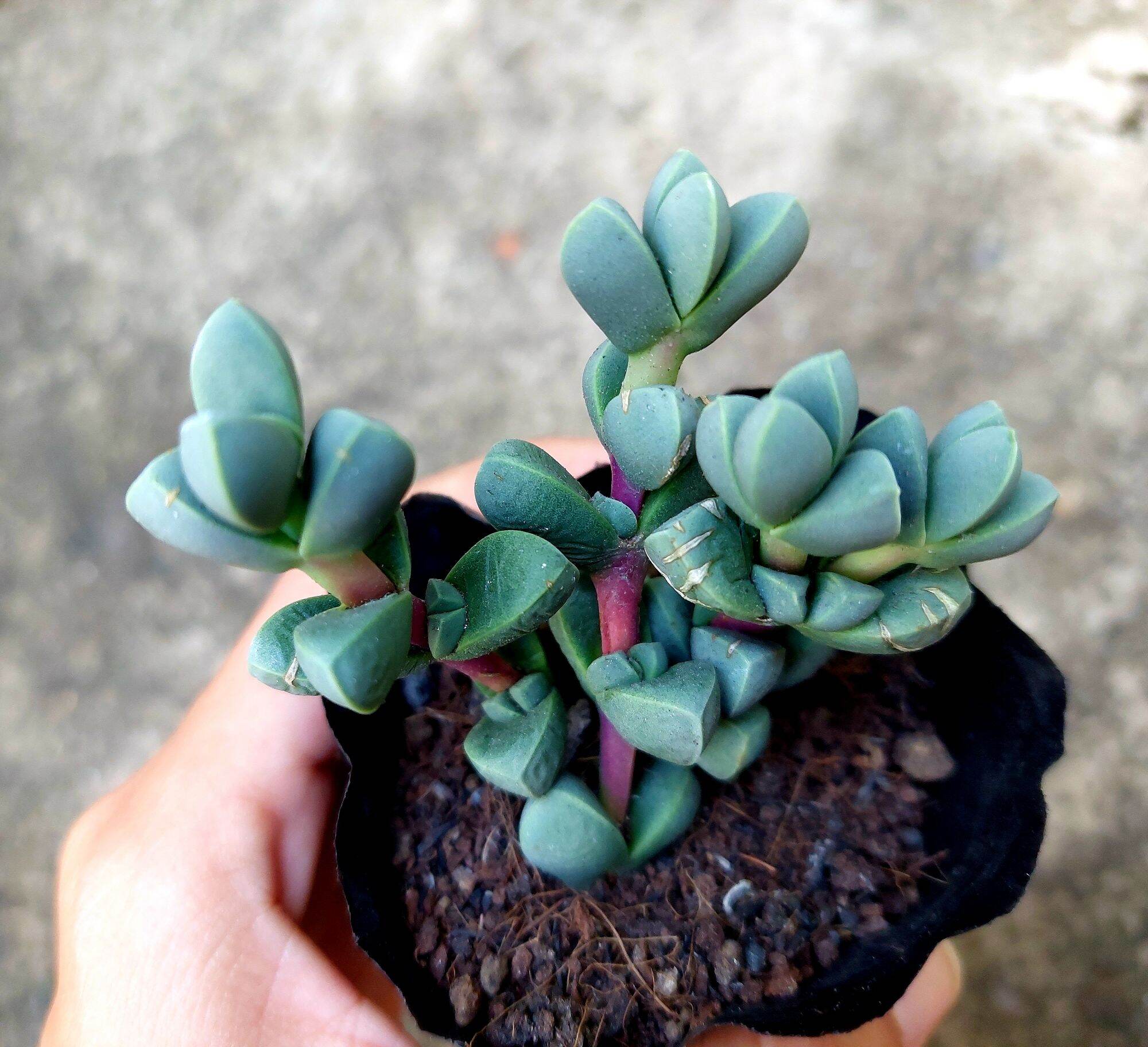 Sen đá TIM size bầu 5-6 cm