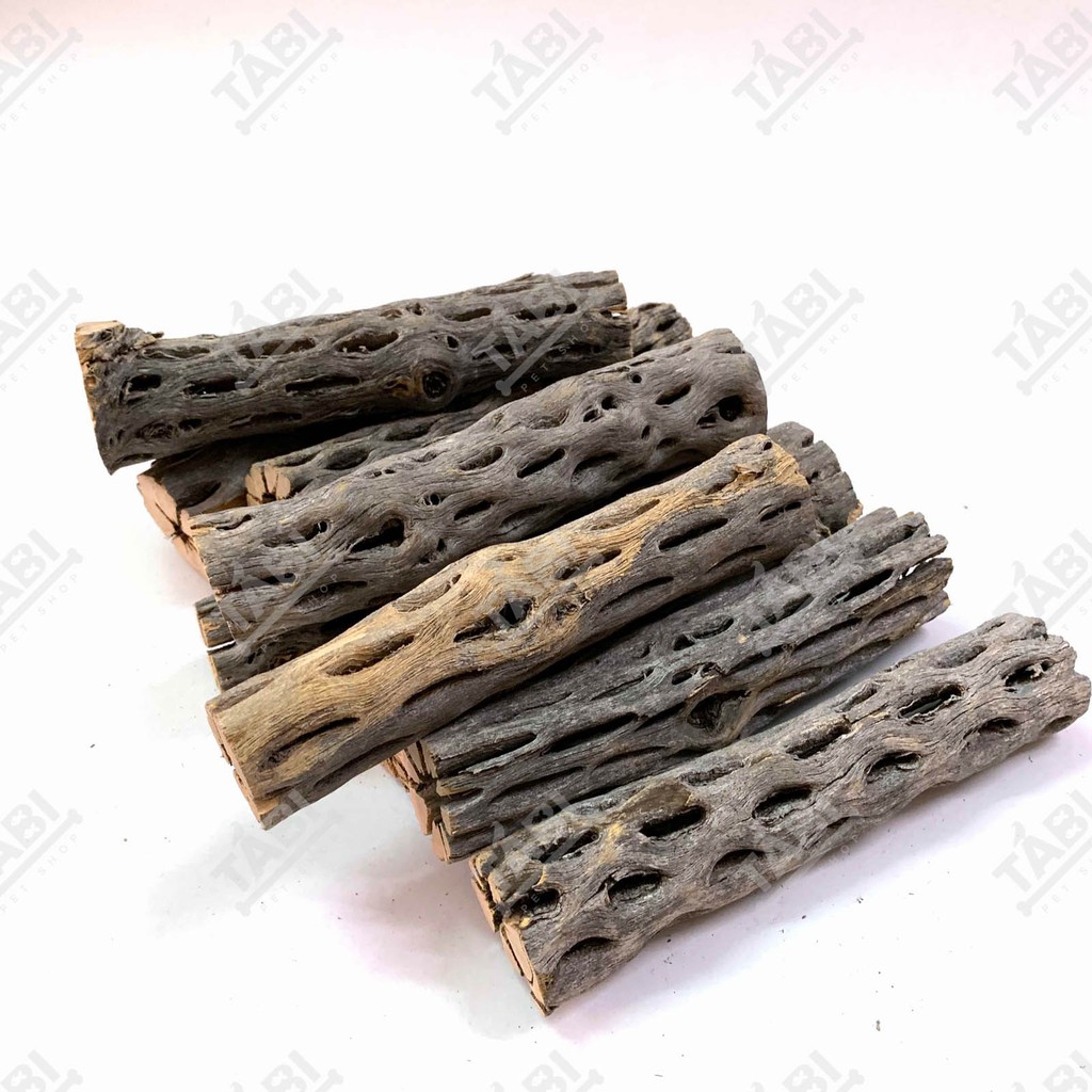 Lũa Cholla Cactus Size 15CM - Lũa Xương Rồng Chuyên Dành Cho Tép Và Chim Cảnh [CHOLLA]