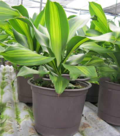 Chậu cây Thiết mộc lan - Cây Phất Dụ Thơm - Cây phong thủy để bàn mang tài lộc cho gia chủ