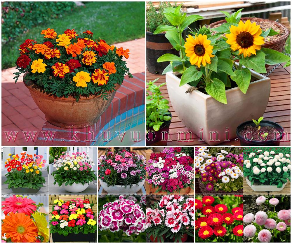 COMBO 14 loại hoa tuyệt đẹp thích hợp trồng 4 mua