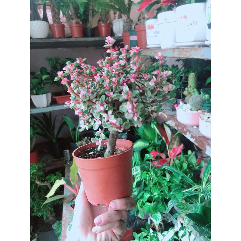 Chậu Cây Cành Vàng Lá Ngọc Thân Cổ Thụ