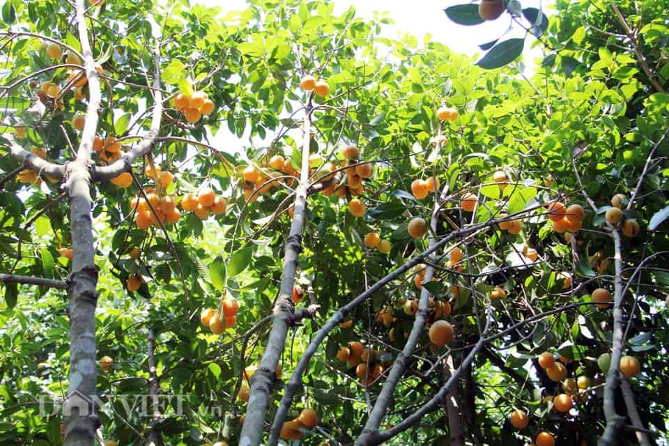CÂY GIỐNG THANH TRÀ NGỌT [ SIÊU SỚM ]