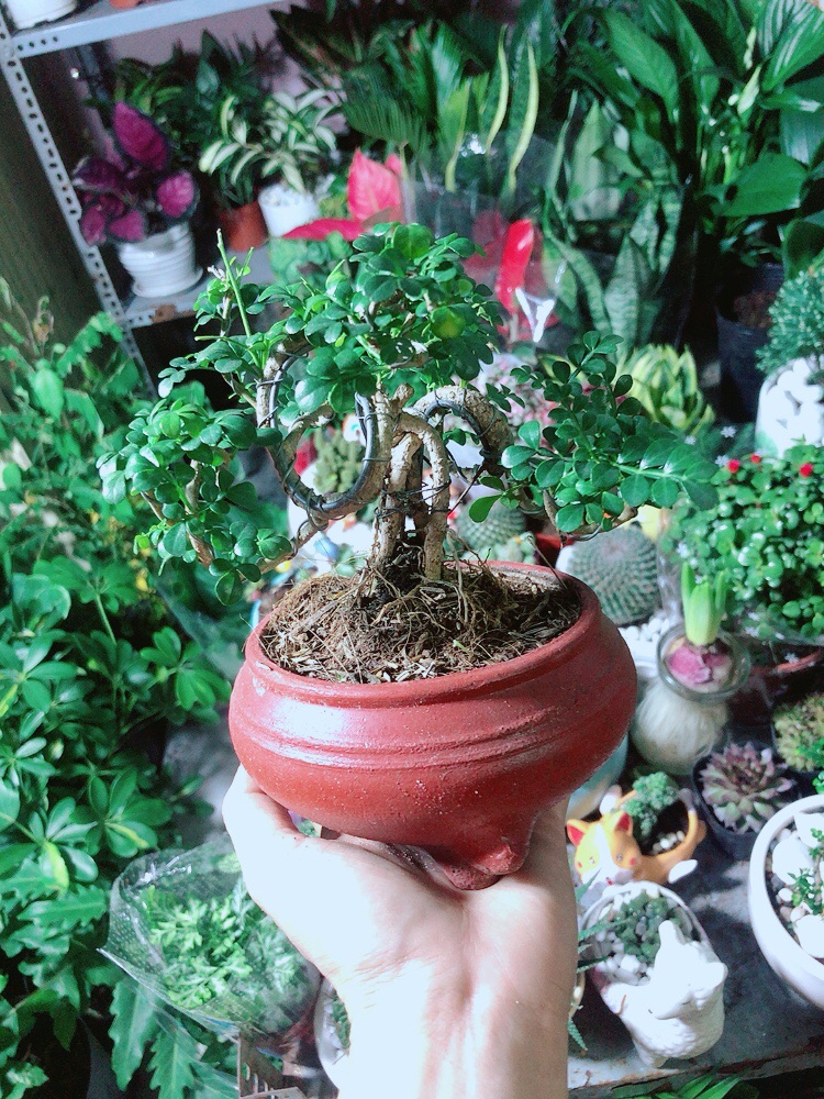 [HCM]Chậu Cây Cần Thăng Bonsai