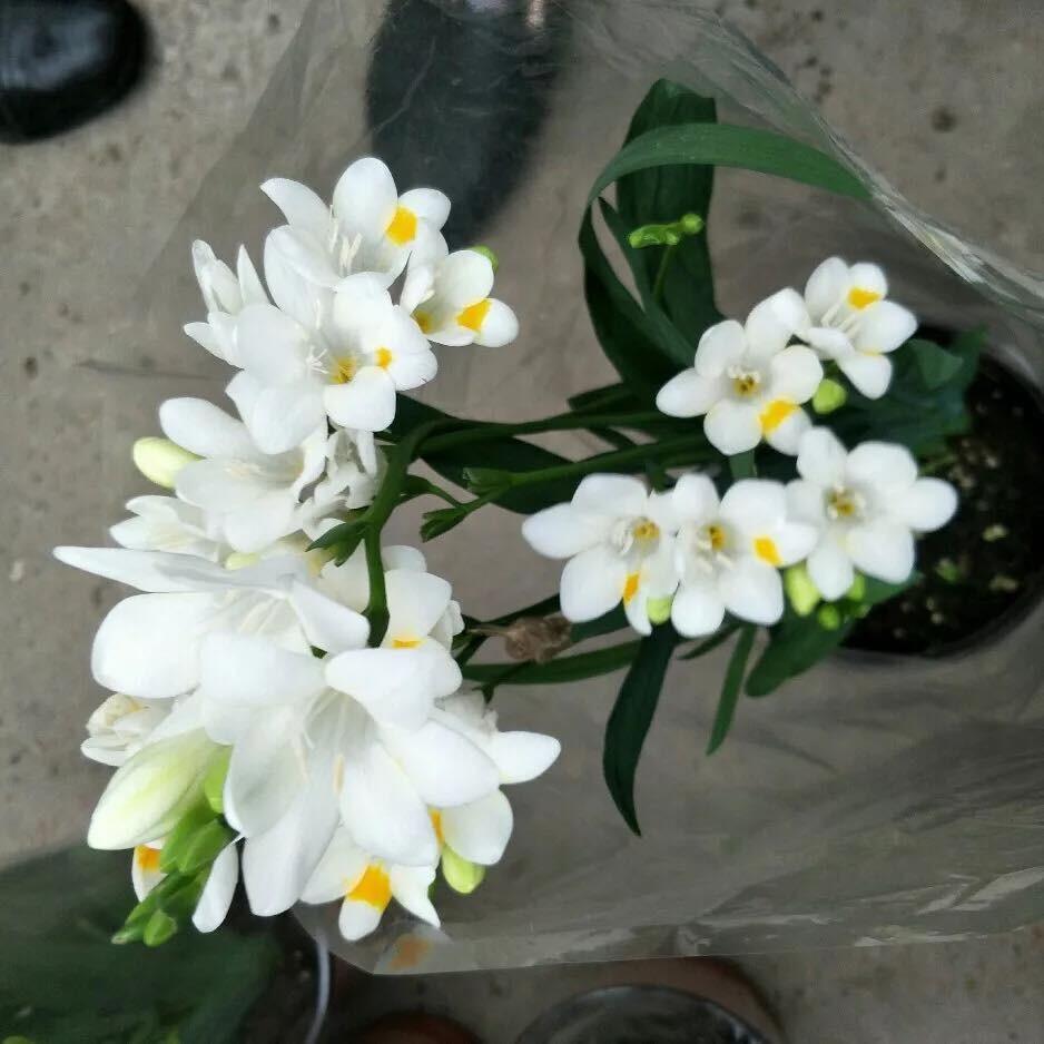 Củ giống hoa lan nam phi hoa màu trắng - 1 củ