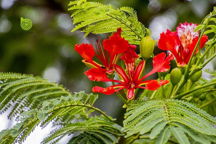 COMBO 3 BẦU CÂY GIỐNG CÂY HOA PHƯỢNG ĐỎ ( HOA PHƯỢNG VỸ ĐỎ) SIÊU ĐẸP