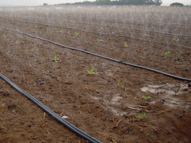 [HCM]CUỘN 100M DÂY TƯỚI PHUN MƯA PHI 34MM