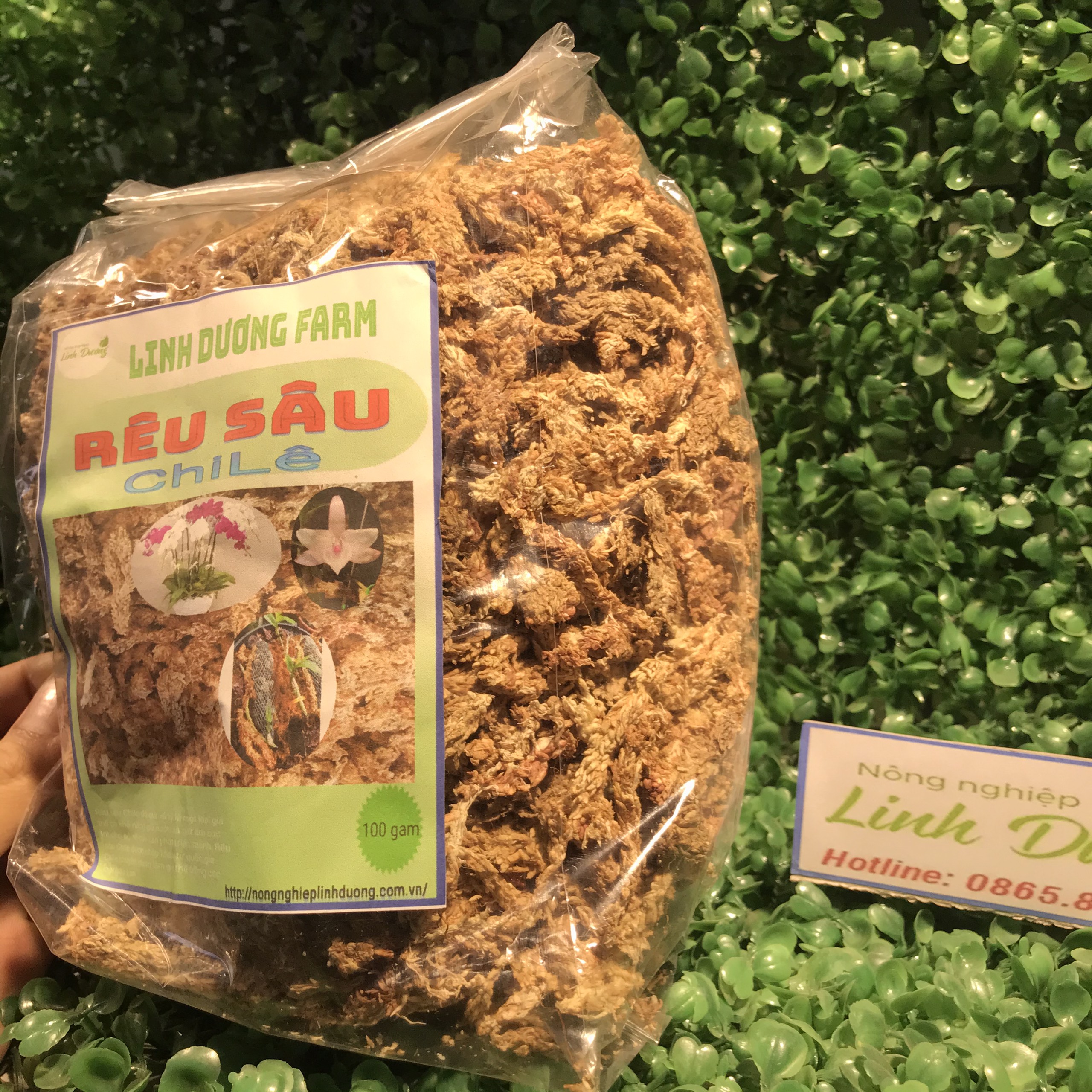 Rêu sâu chile gói 100g