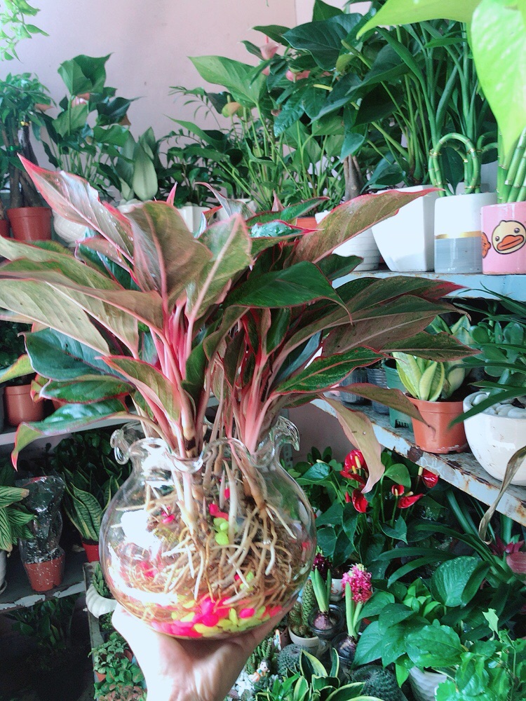 [HCM]Chậu Phú Quý Thuỷ Sinh (cao 40cm tán rộng 40cm)