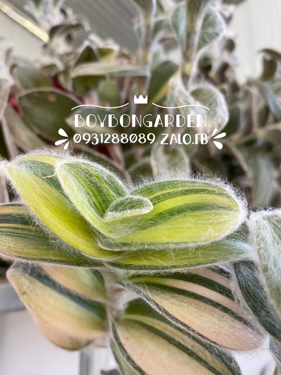 CÂY SEN ĐÁ THÀI LÀI LÔNG VAR BÁN NHÁNH -🌵 [Có sẵn] ✈ [Chính hãng]⚡ [Ảnh thật] 🍀 [FreeShip] ❤