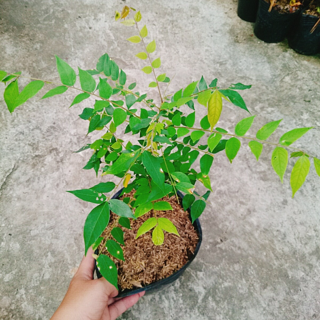 Cây Khế Ngọt - cây ăn quả