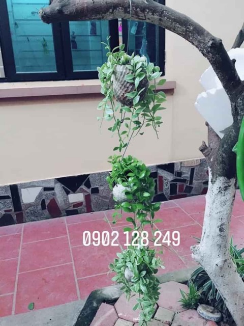 Cây lan hạt dưa, lan cẩm thạch, cây dollar- Dischidia