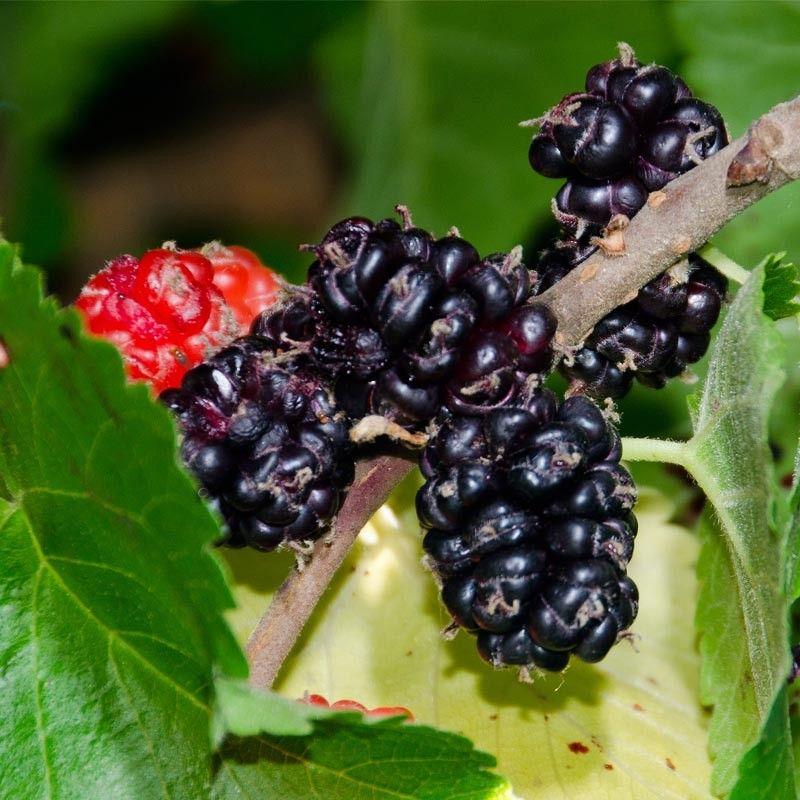 Mulberry seeds
 - Sale Off