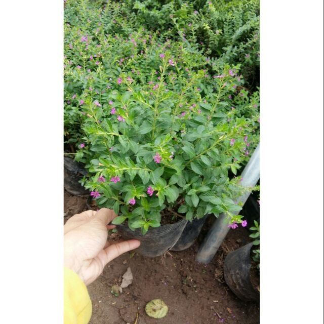 Cây cẩm tú mai