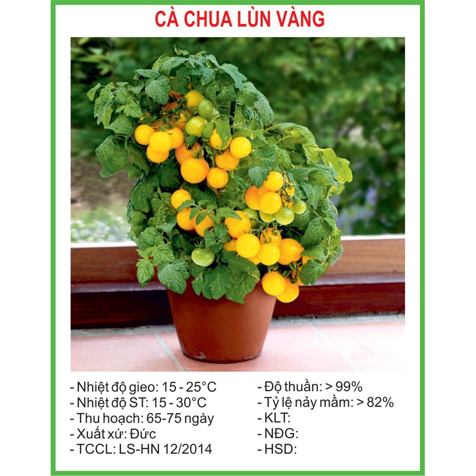 Hạt giống cà chua lùn quả vàng 30 Hạt
