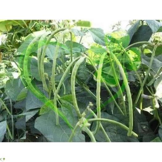 Hạt giống đậu đũa hạt đen dạng cây - Gói 20g