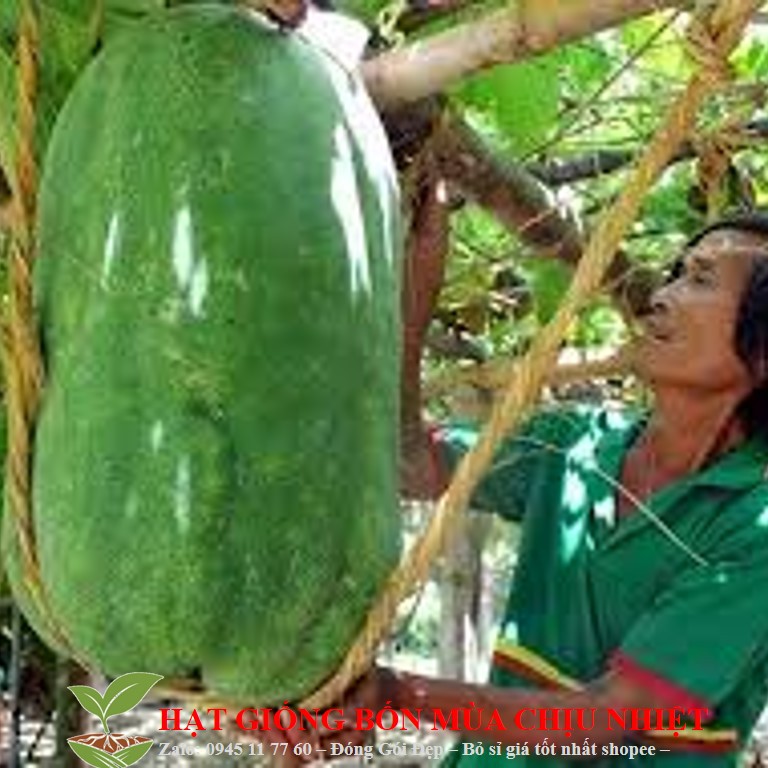226A Bí Đao Khổng Lồ 5 Hạt