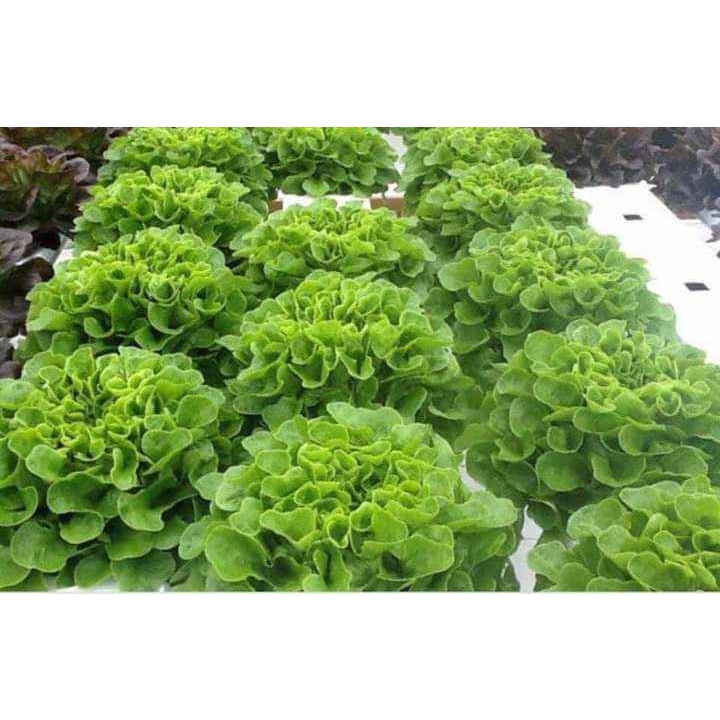 HẠT GIỐNG RAU XÀ LÁCH GÓI 5GR