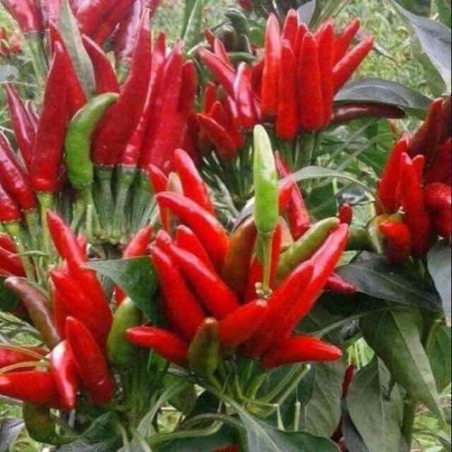 MJ390 Gói Hạt Giống Ớt Hiểm Sai Trái 20 Hạt Ớt Chỉ Thiên Chùm Giống Mới Chịu Nhiệt 4 Mùa