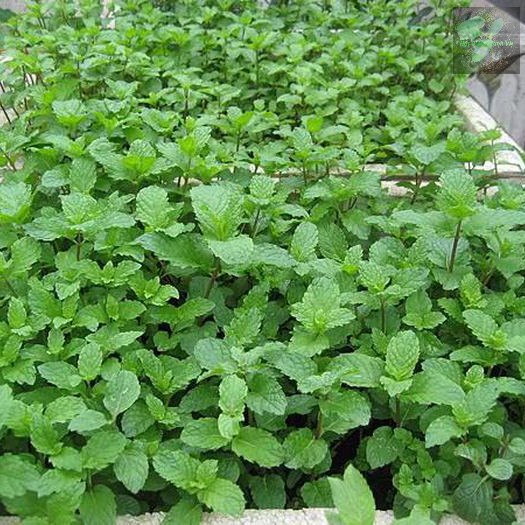 [HCM][gói 0.1g] Hạt giống rau húng lủi
