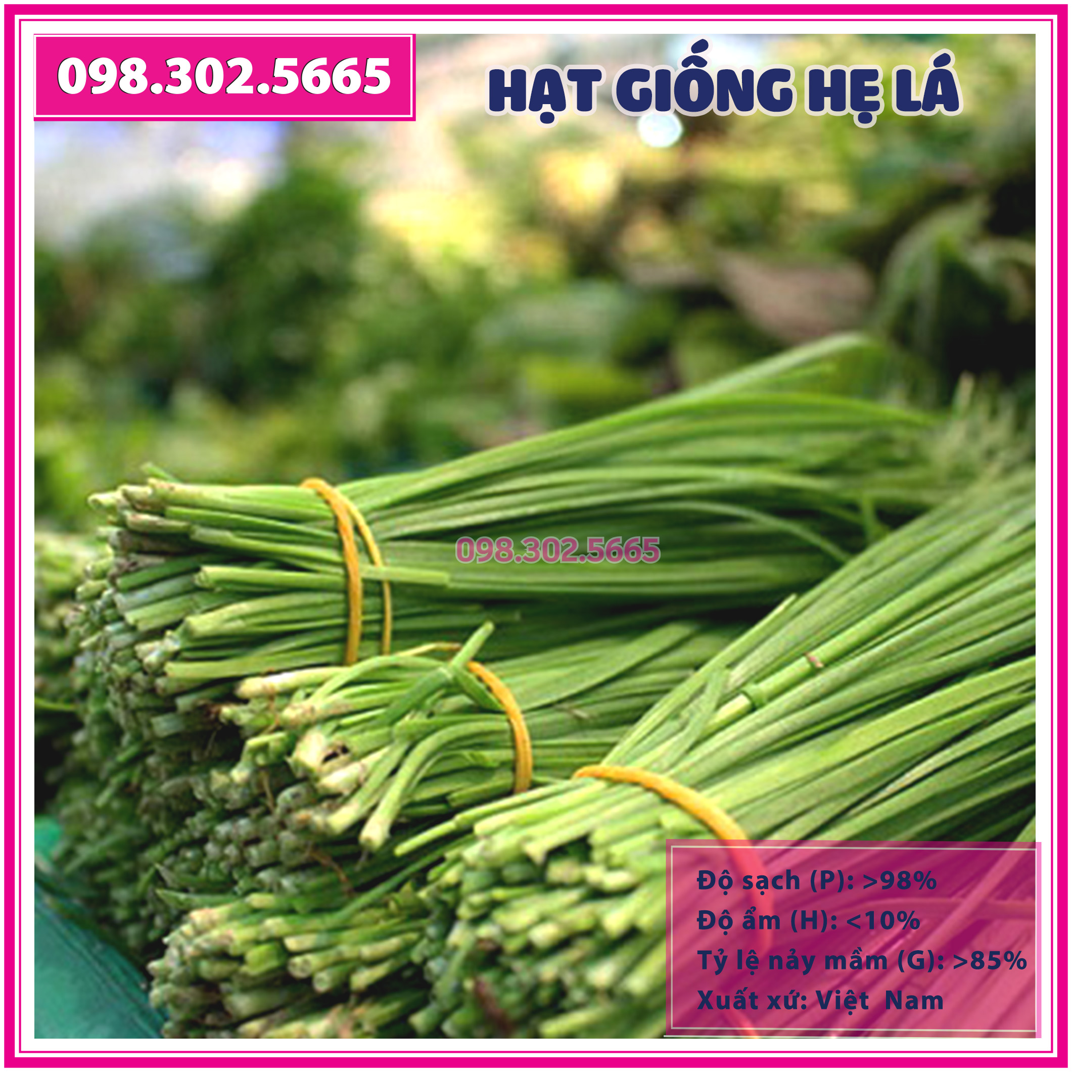 10g Hạt giống cây hẹ lá - hạt giống chất lượng tốt, năng suất cao, dễ trồng dễ chăm sóc