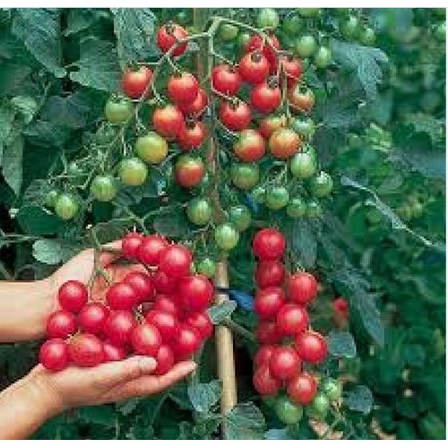 "Gói 20 Hạt " Hạt giống cà chua bi dây cherry quả đỏ