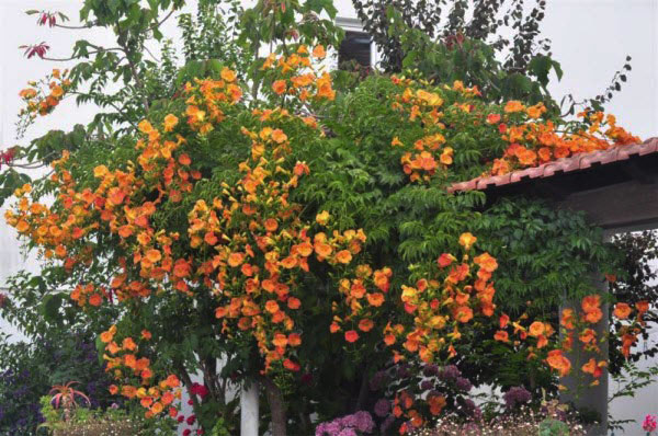 Cây đăng tiêu leo giàn chống nắng - Cây leo có hoa chùm - Campsis grandiflora