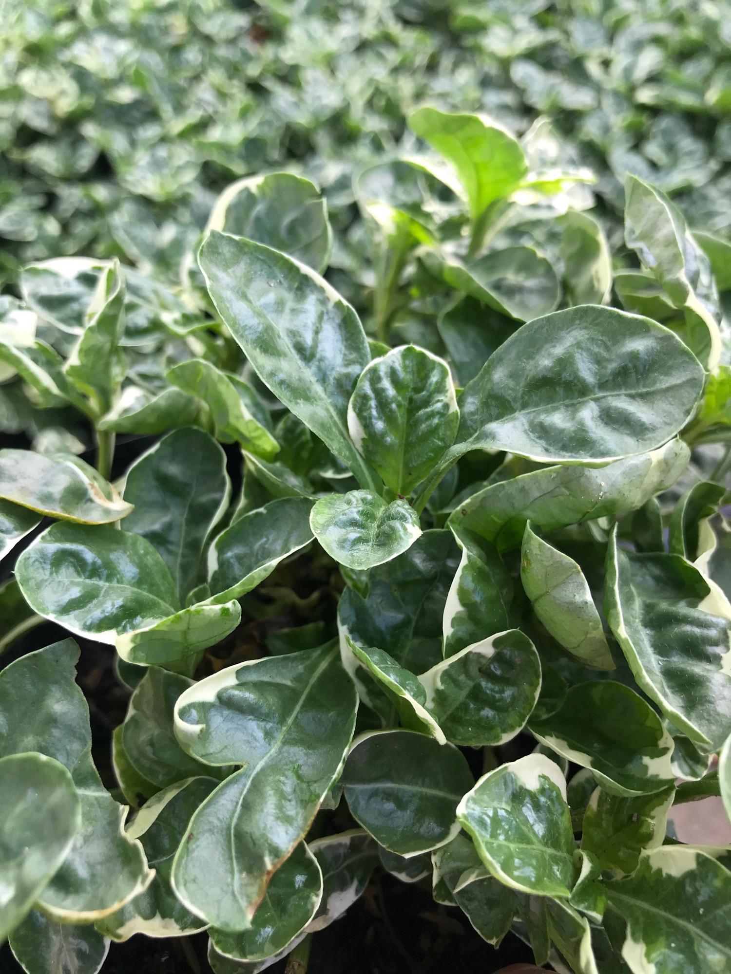 Cây Cẩm thạch tặng phân bón cho cây