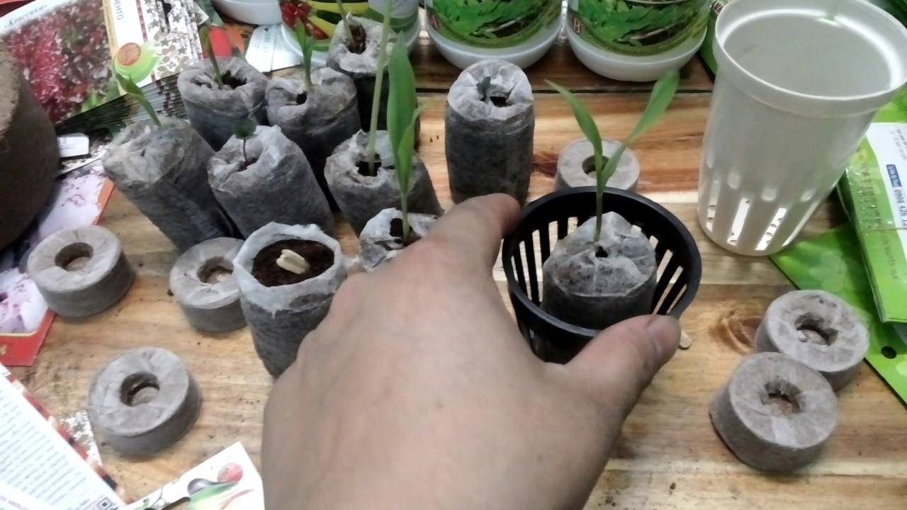 Chậu trồng lan cấy mô MUA 100 TẶNG 13 MIỄN PHÍ