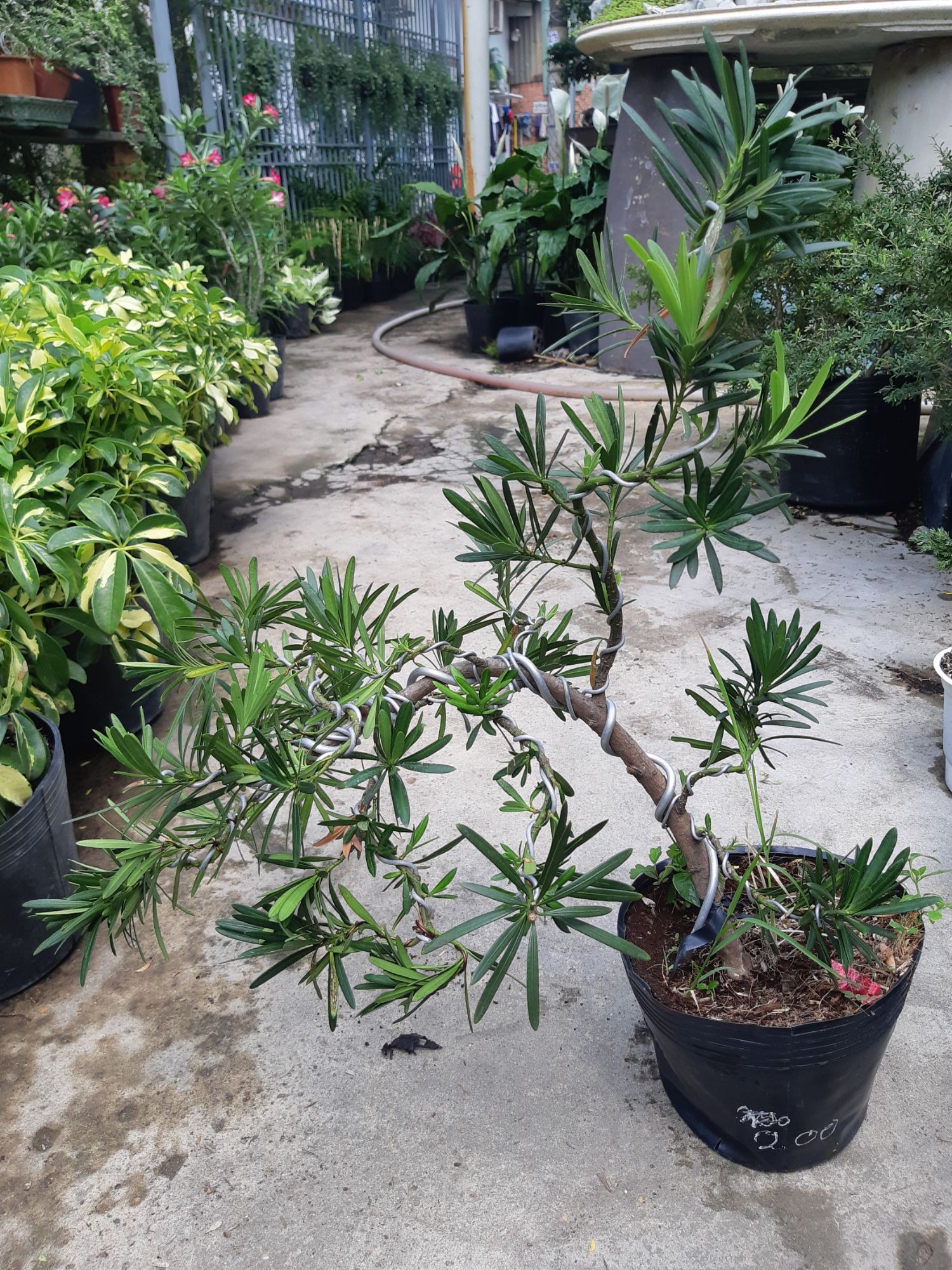 tùng lá hán bonsai cao 50 ~70cm