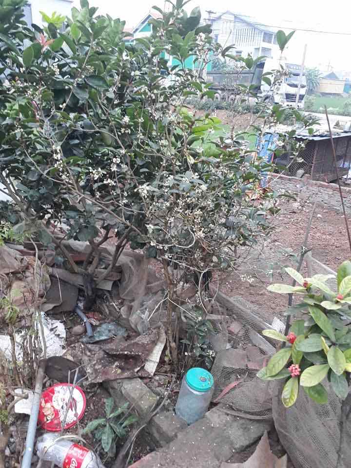 Cây giống mộc hương ta