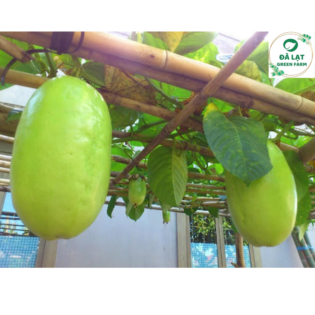 🥒5H_HẠT GIỐNG DƯA GANG TÂY🥒