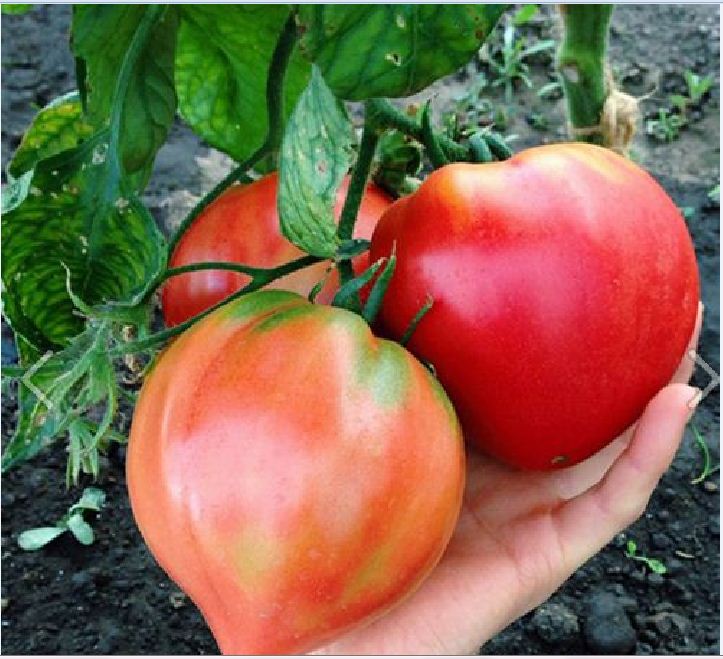 "Gói 30 Hạt " Hạt giống cà chua hình trái tim đỏ