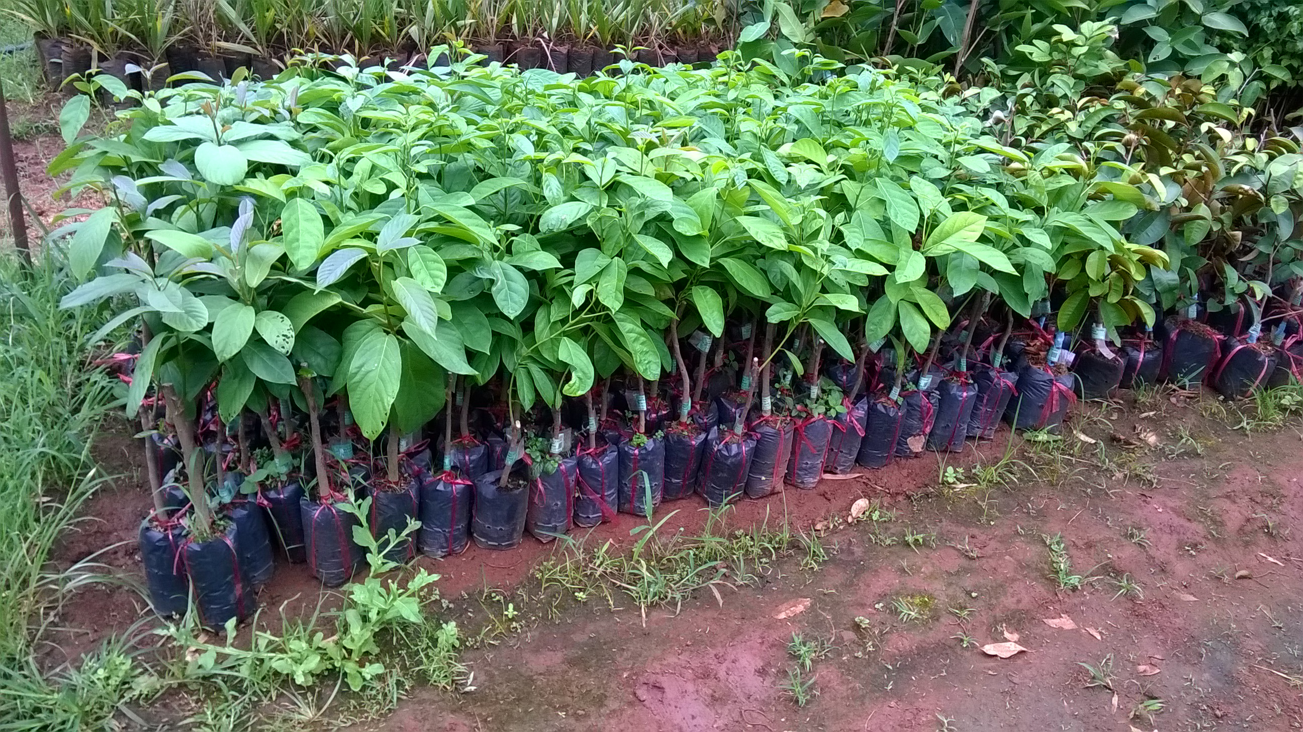 Cây giống Dâu Da Xanh ghép siêu năng suất . [ trồng 2-3 năm thu hoạch ].