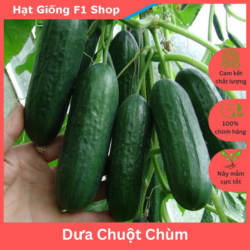 Hạt Giống Dưa Chuột Chùm Sai Trái Giòn Ngọt (10H) (218.F1)