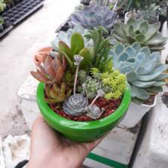 Hạt giống Hoa Sen đá 10 Hạt