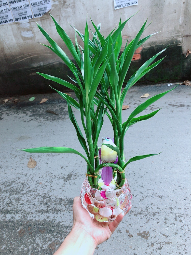 Chậu Trúc Phát Tài