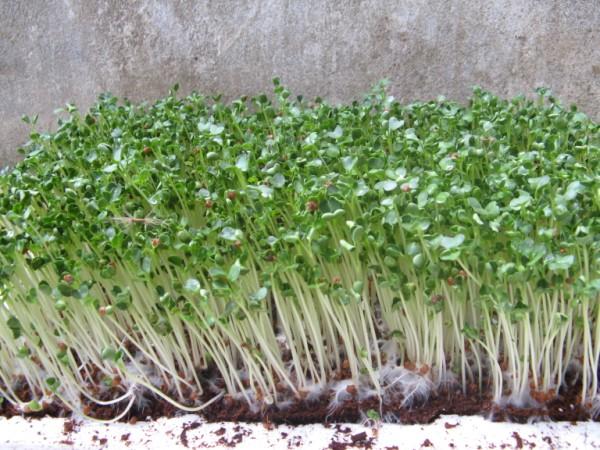 Hạt Giống Mầm Củ Cải Trắng - Gói 20gr