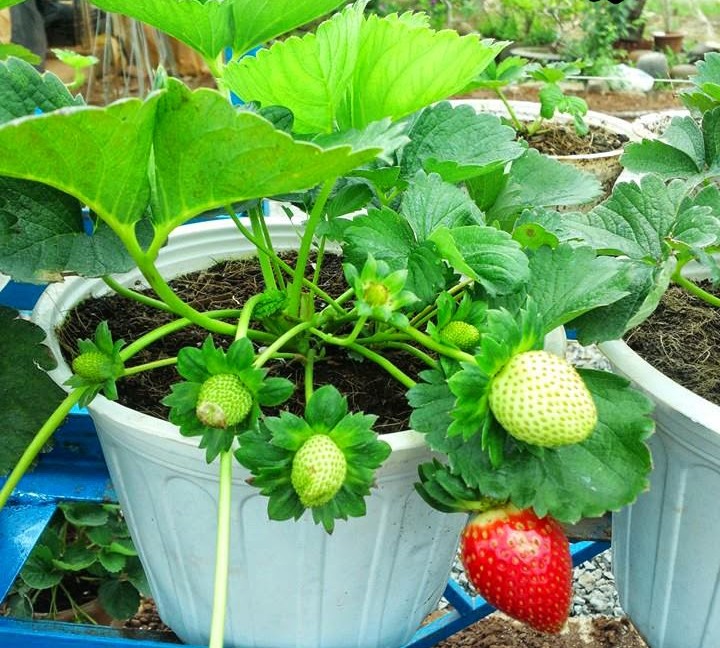 cây Dâu Tây đỏ - siêu trái quả to, ngọt thơm uh tín chất lượng