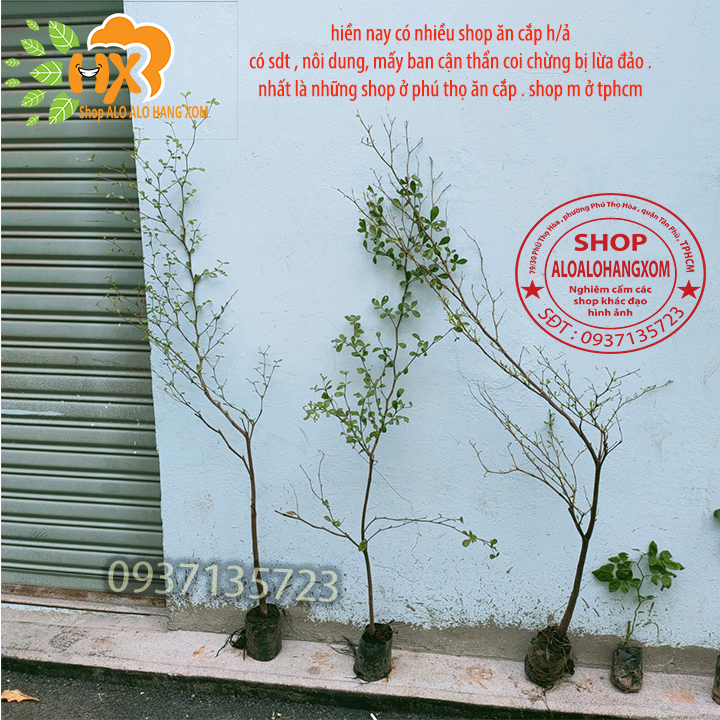COMBO 3 CÂY BÀNG ĐÀI LOAN CAO TỪ 25-40CM -( BÀNG LÁ NHỎ)